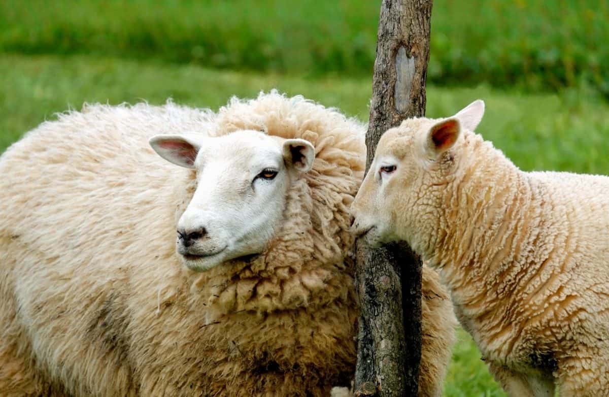 moutons, herbe, animaux, nature, moutons mérinos, ferme, champ, agneau