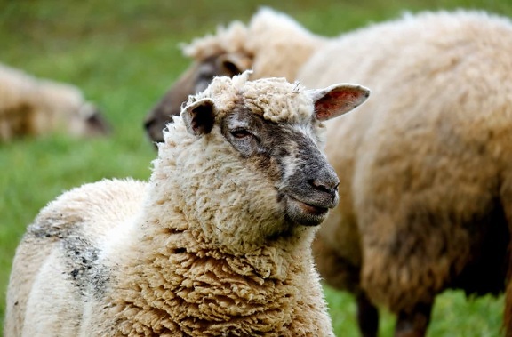 Farma, zwierząt, ładny, merino owiec, natura, trawa, zwierząt gospodarskich