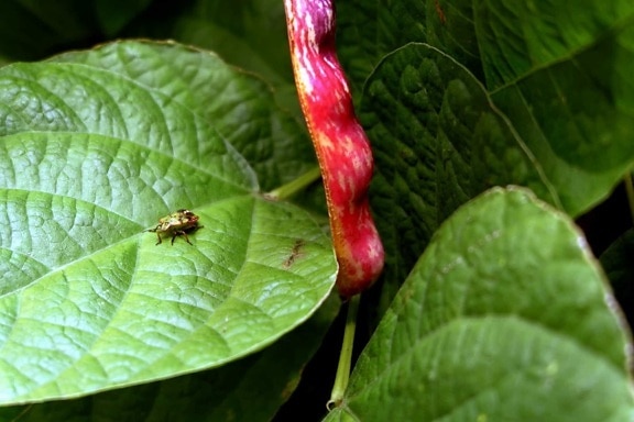 ฟลอรา ธรรมชาติ ใบ สมุนไพร พืช สวน สีเขียว แมลง