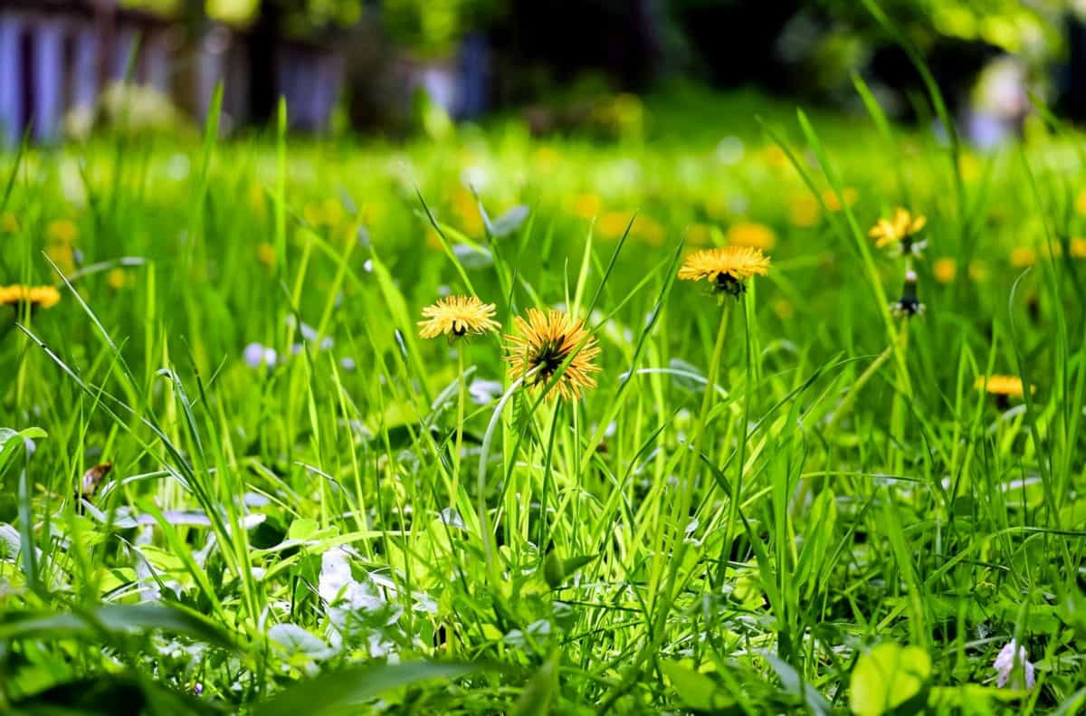 dandelion, summer, leaf, field, grass, flora, garden, lawn, nature