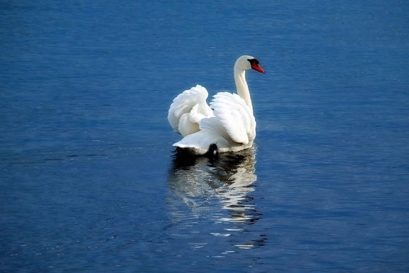 Swan, fugl, vann, natur, lake, dyr, utendørs