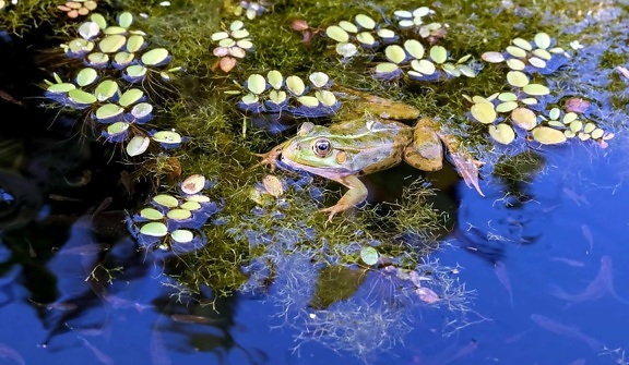 water, nature, aquatic, plant, animal, frog