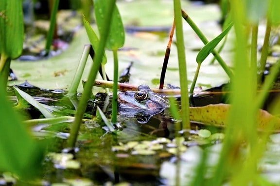 frog, water, swamp, nature, leaf, flora, environment, amphibian