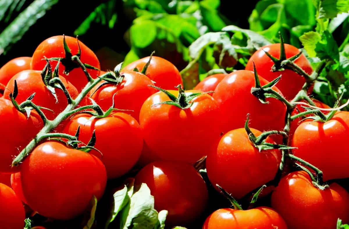 sebze, beslenme, lezzetli, organik gıda, domates