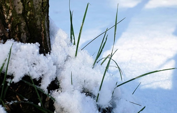 Природа сніг дерева, зимові, трава, лід, холодної