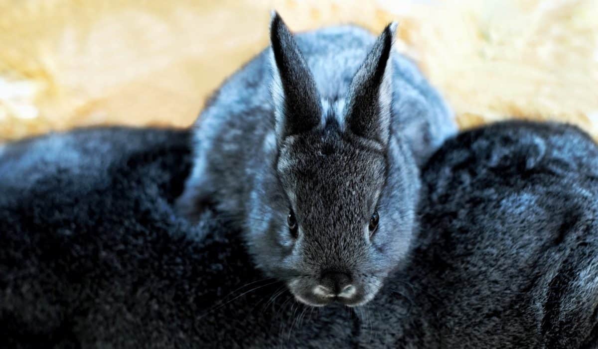 น่ารัก กระต่าย สัตว์ หัว ขน สัตววิทยา ดำ