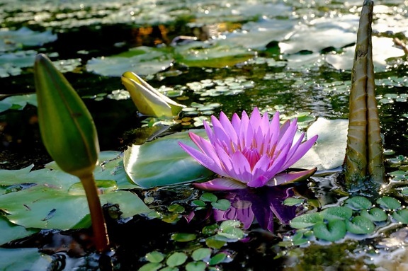 екзотични цветя, природа, листа, езерото, водни, флора, вода, lotus