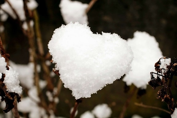 雪、雪の結晶、聞く、冬、寒さ、装飾, 心, 自然