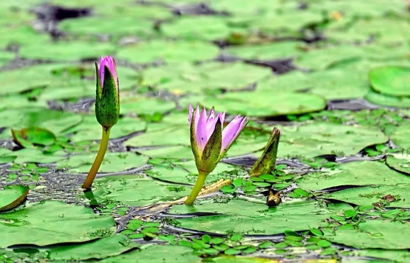 leaf, aquatic, flora, water, lotus, ecology, flower, lake, nature