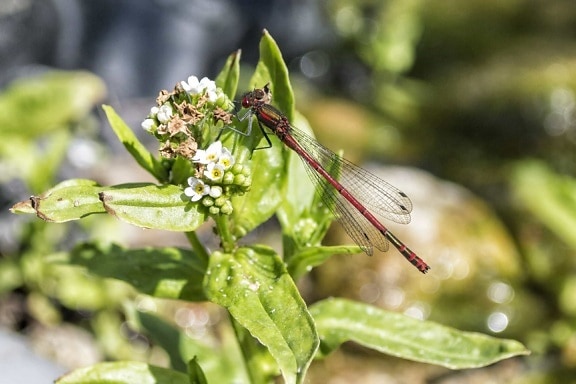 Dragonfly макрос природи, диких квітів, листя, Комаха, завод