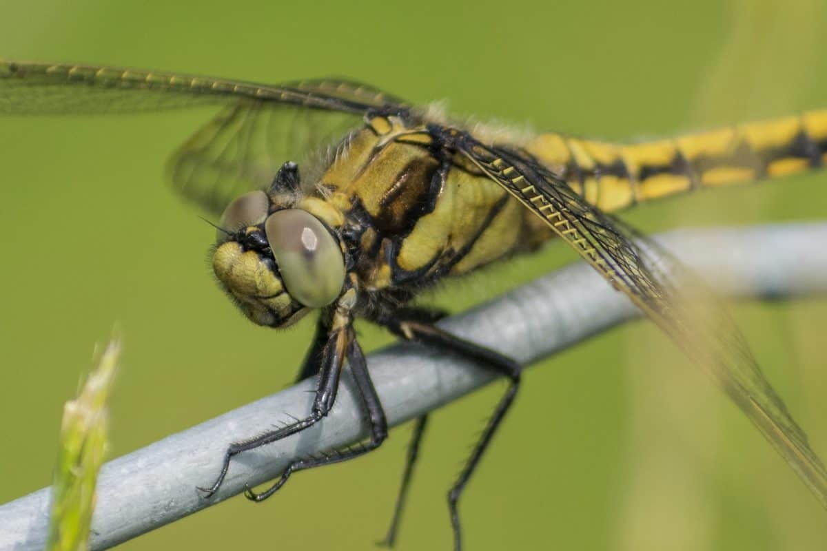makro, dragonfly, natury, przyrody, zwierząt, owadów, skrzydło, bezkręgowców