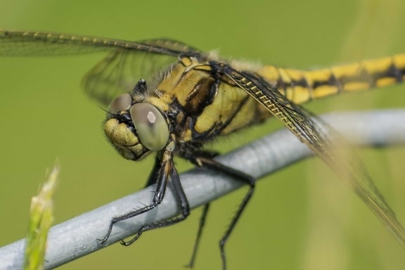 макрос, dragonfly, природа, дива природа, животни, насекоми, крило, безгръбначни