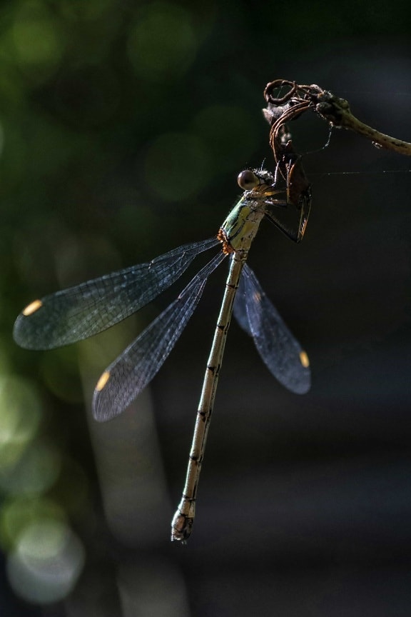 Free picture: nature, macro, animal, insect, invertebrate, dragonfly ...