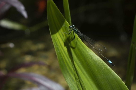 Dragonfly, příroda, hmyz, členovců, bezobratlých, zelené listy