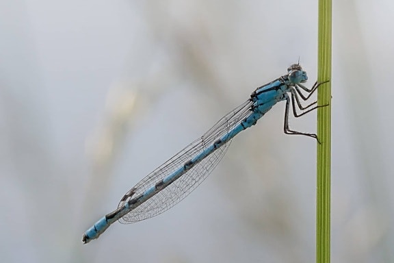 insect, invertebrate, macro, detail, wing, dragonfly, arthropod, animal