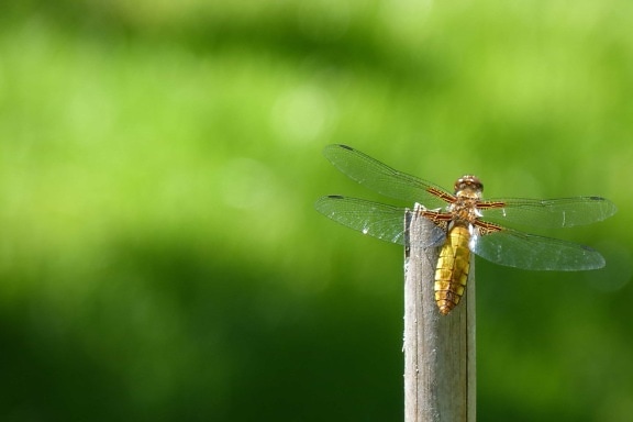 φύση, έντομα, φύλλα, dragonfly, αρθρόποδα, ασπόνδυλα