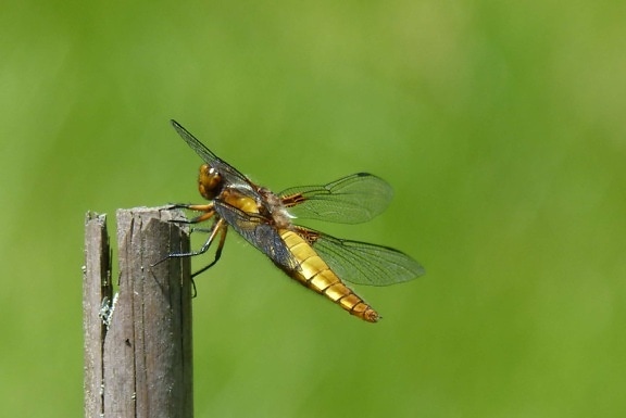 ασπόνδυλα, έντομο, dragonfly, φύση, άγρια ζωή, μακροεντολή, αρθρόποδα