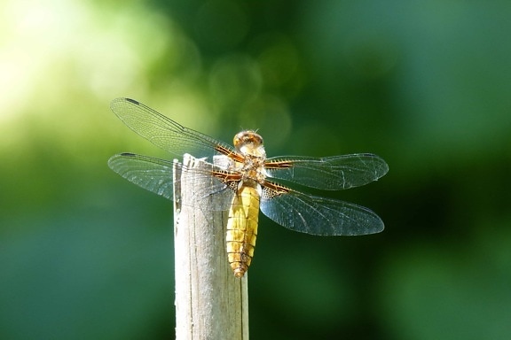 άγριας ζωής, φύση, έντομα, dragonfly, αρθρόποδα, ασπόνδυλα
