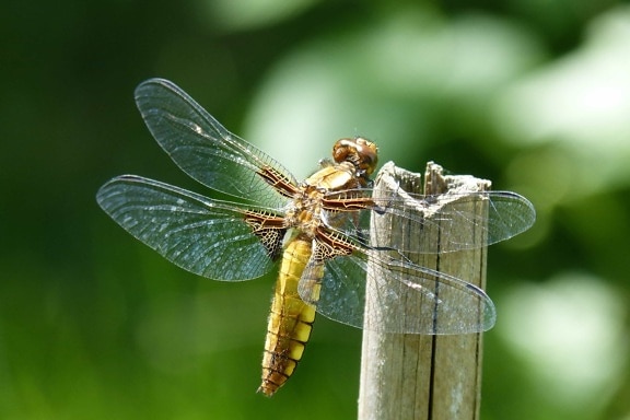 Free picture: nature, insect, leaf, dragonfly, arthropod, invertebrate