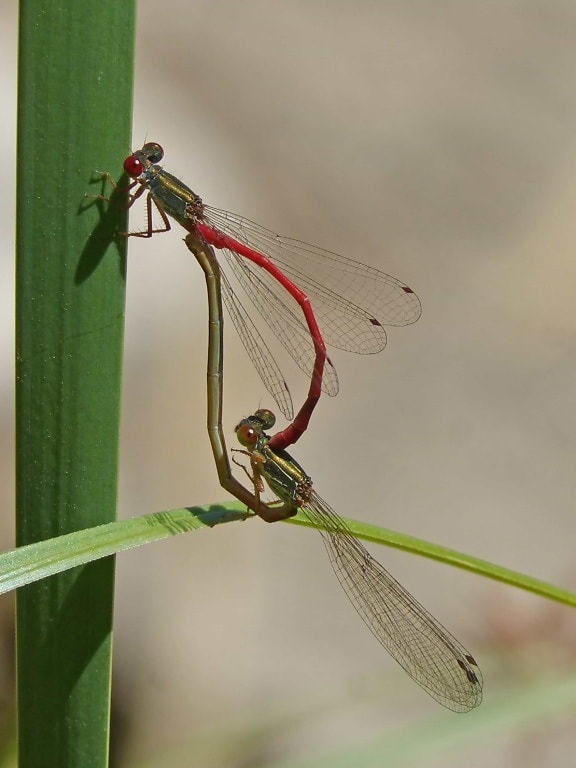 green leaf, dragonfly, wildlife, invertebrate, animal, insect, nature