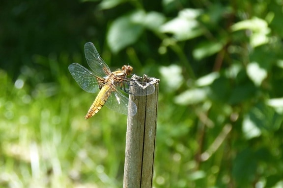 garden, insect, nature, leaf, summer, dragonfly, arthropod