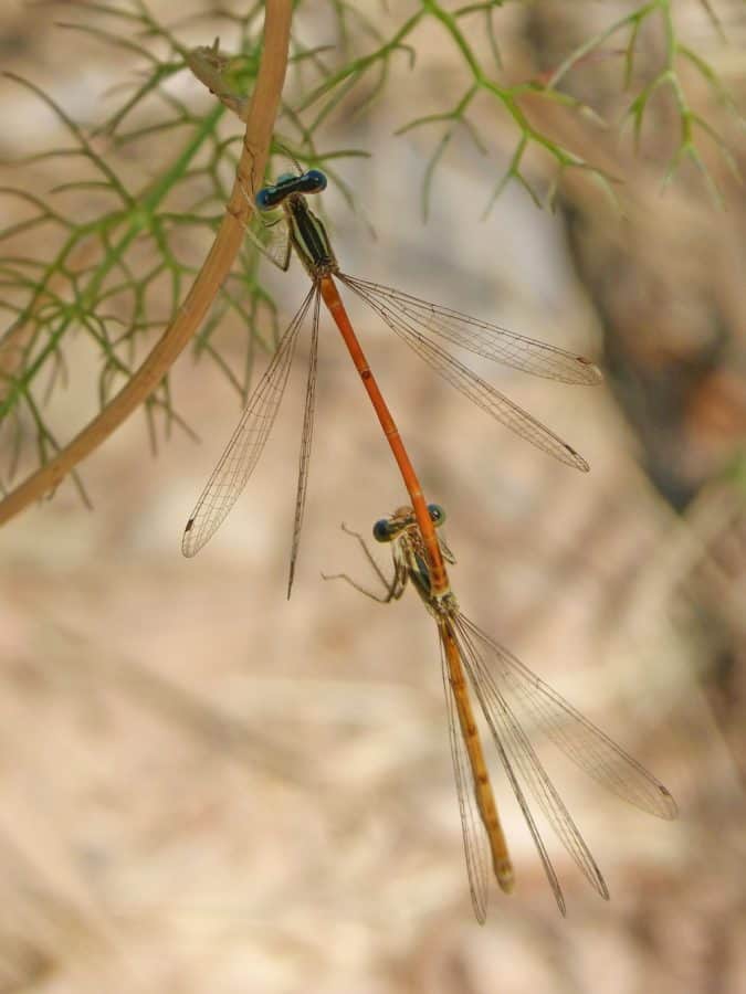 Dragonfly, άγρια ζωή, έντομο, φύση, αρθρόποδα, ασπόνδυλα