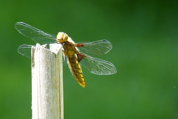 Dragonfly, животни, природа, дива природа, насекоми, членестоноги безгръбначни