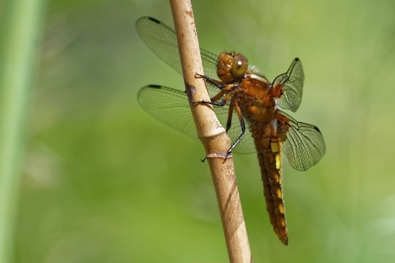 Dragonfly, příroda, bezobratlých, volně žijící zvířata, hmyz, zvíře
