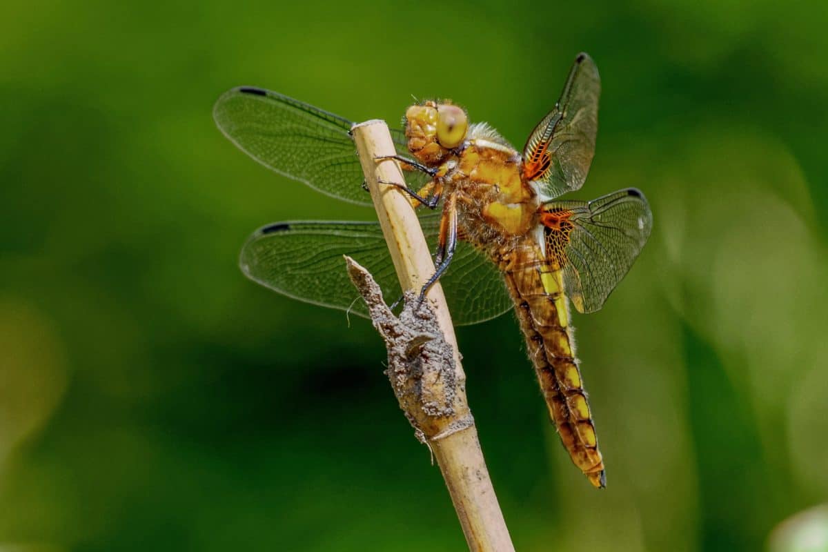 Dragonfly, ryggradslösa djur, natur, fjäril, vilda djur, insekt, djur