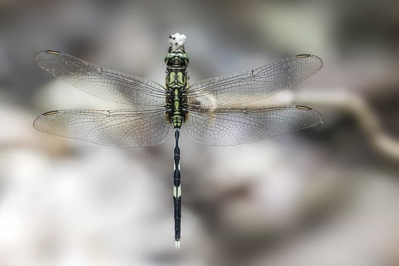 ζώο, μακροεντολή, φύση, dragonfly, έντομο, αρθρόποδα, ασπόνδυλα