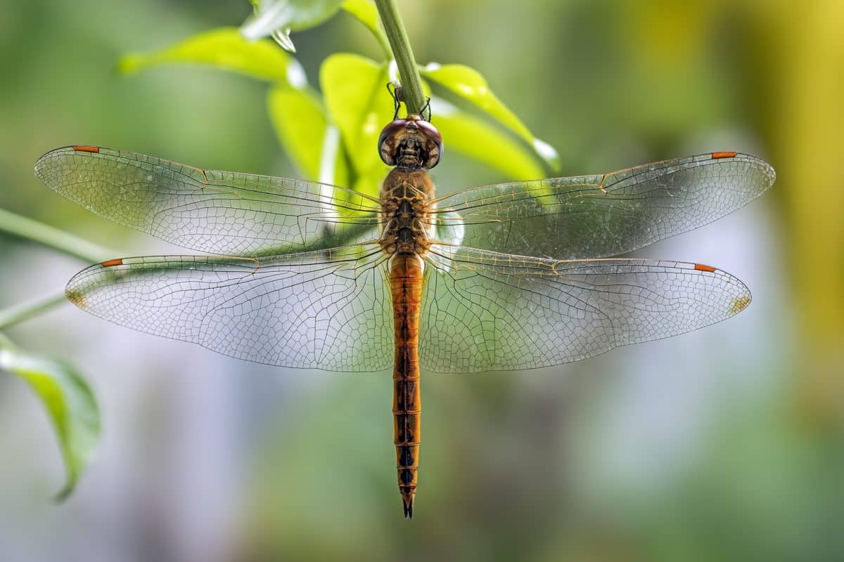 Dragonfly, hmyz, zvíře, přírody, volně žijící zvířata, členovec, bezobratlých