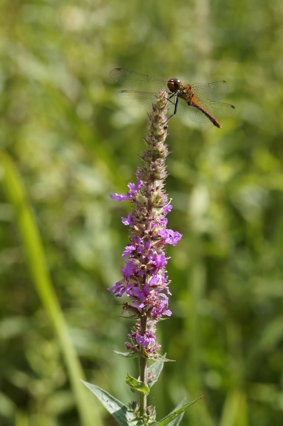 Dragonfly, ливада, природа, насекоми, лято, цвете, диви, билки, растения, градински