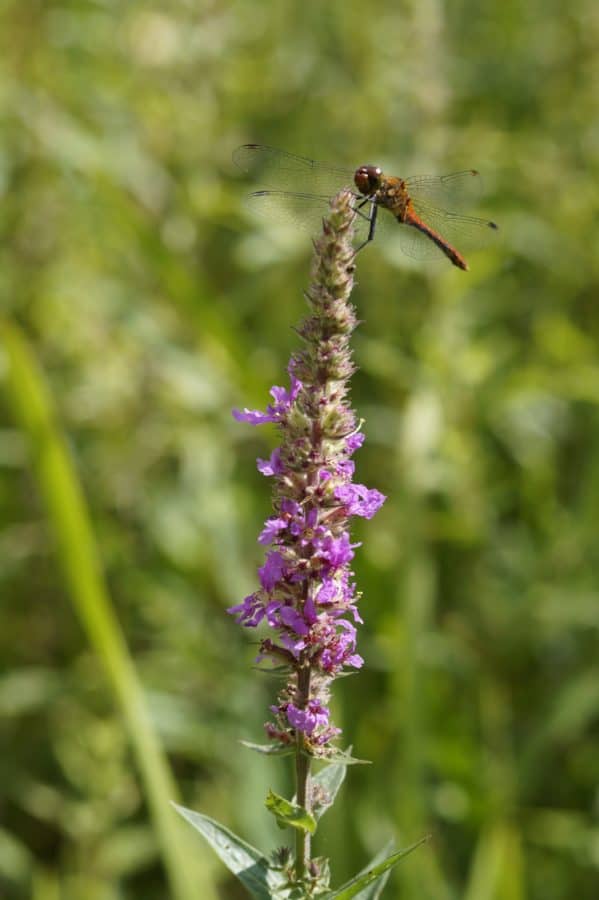 Dragonfly, weide, natuur, insect, zomer, bloem, wild, kruid, plant, Tuin