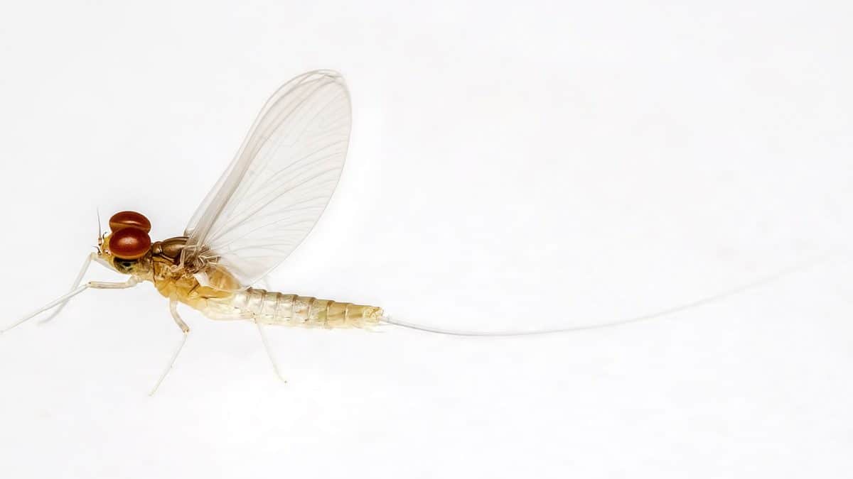 insekt, makro, leddyr, dragonfly, detaljer, virvelløse dyr, dyr