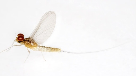 insect, macro, arthropod, dragonfly, detail, invertebrate, animal