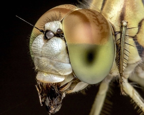μάτι, μακροεντολή, ασπόνδυλα, έντομο, φύση, αρθρόποδα, dragonfly, ζώο