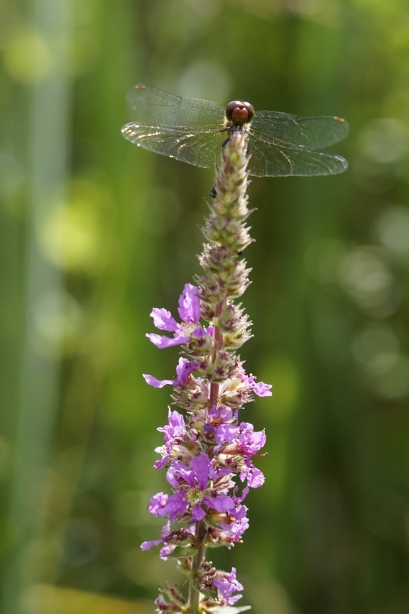 Dragonfly, цвете, природа, лято, билки, растение, Градина, Блум, Блосъм