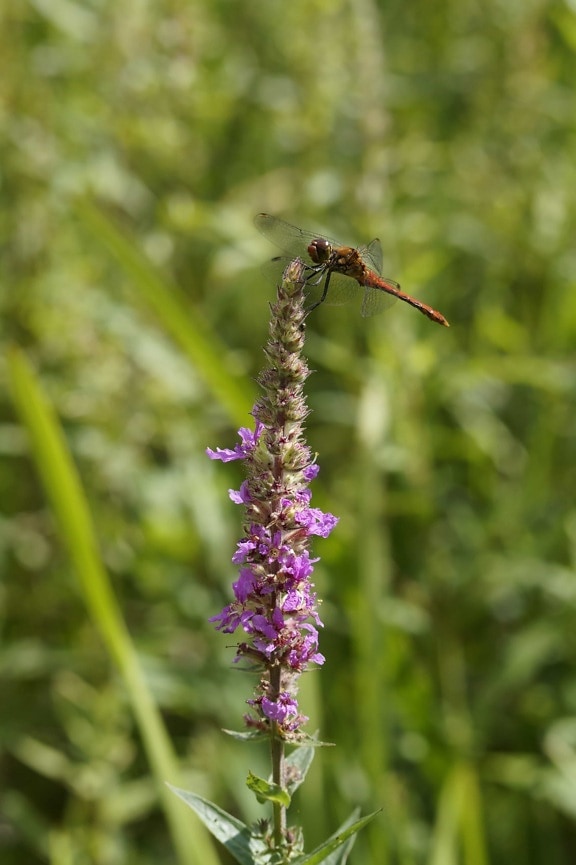 flora, nature, dragonfly, wildflower, insect, summer, leaf, wild, herb, plant