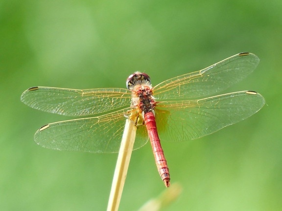 Free picture: insect, barbed wire, dragonfly, nature, wildlife ...