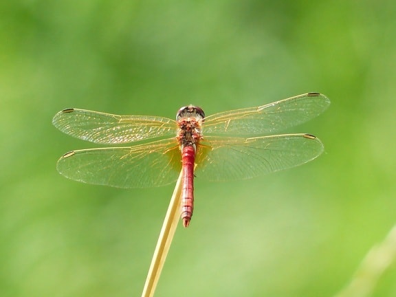 dragonfly, wildlife, insect, summer, animal, nature, arthropod