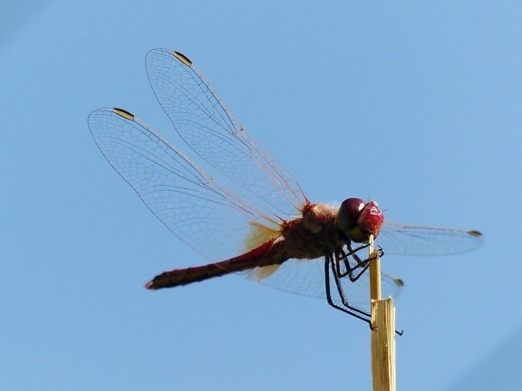 dragonfly, insect, arthropod, invertebrate, sky, outdoor