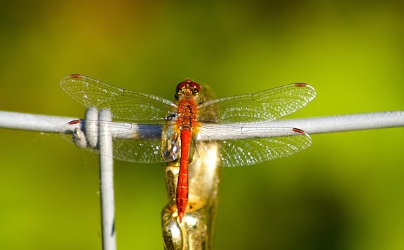 έντομο, συρματοπλέγματα, dragonfly, φύση, άγρια ζωή, αρθρόποδα, ασπόνδυλα