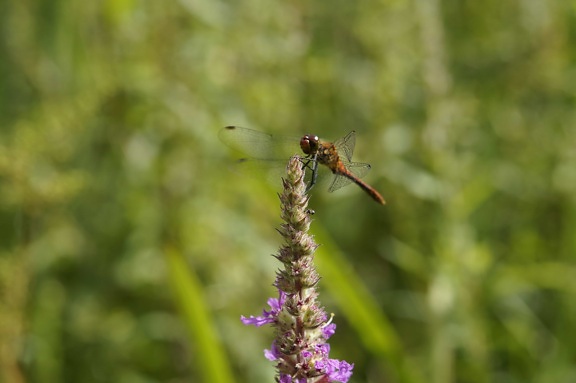 το καλοκαίρι, έντομο, φύση, dragonfly, αρθρόποδα, λουλούδι, Κήπος