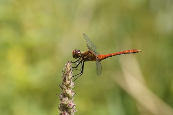 Dragonfly, přírody, zvířat, bezobratlých, hmyz, příroda