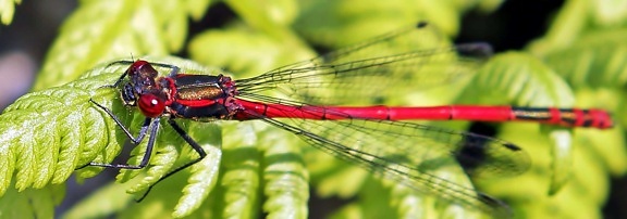 gradina, dragonfly, faunei sălbatice, natura, macro, animale, insecte, nevertebrate