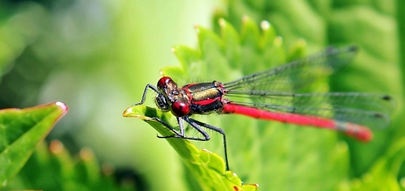 natuur, dragonfly, macro, dier, blad, insect, wildlife, arthropod, ongewervelde