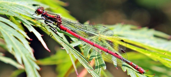 Dragonfly, Tuin, macro, dier, dieren in het wild, flora, insect, blad, natuur