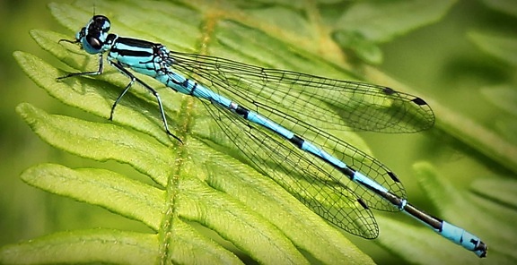 insect, wildlife, nature, dragonfly, animal, invertebrate