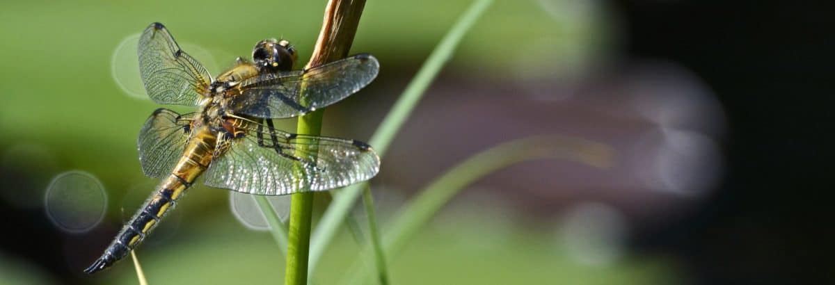 příroda, hmyzu, dragonfly, členovci, bezobratlých, tráva