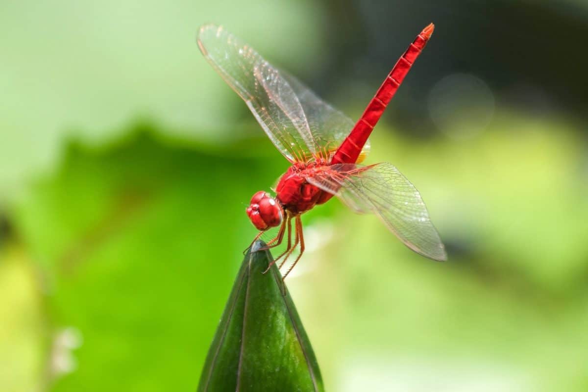 natur, dragonfly, insekt, dyreliv, leddyr, bug, hvirvelløse